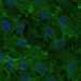 HPA018530: hTERT-RPE1 (serum starved)