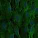 HPA018530: hTERT-RPE1 (serum starved)