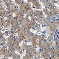 HPA IHC Liver — LRP1