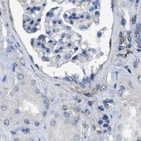 HPA IHC Kidney — LRP1