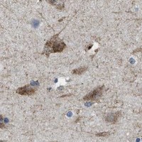 HPA IHC Cerebral cortex — LRP1