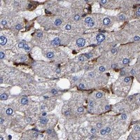 HPA IHC Liver — LIF