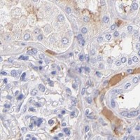 HPA IHC Kidney — FGB