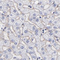 HPA IHC Liver — LAMC1
