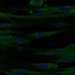 HPA019136: ASC52telo