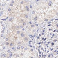 HPA IHC Kidney — PREX1
