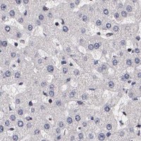 HPA IHC Liver — THRB