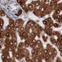 HPA IHC Liver — ERLIN2