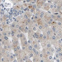 HPA IHC Liver — SLIRP