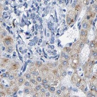 HPA IHC Liver — SHMT2