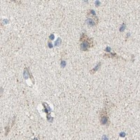 HPA IHC Cerebral cortex — SHMT2
