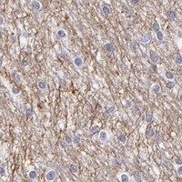 HPA IHC Cerebral cortex — INA