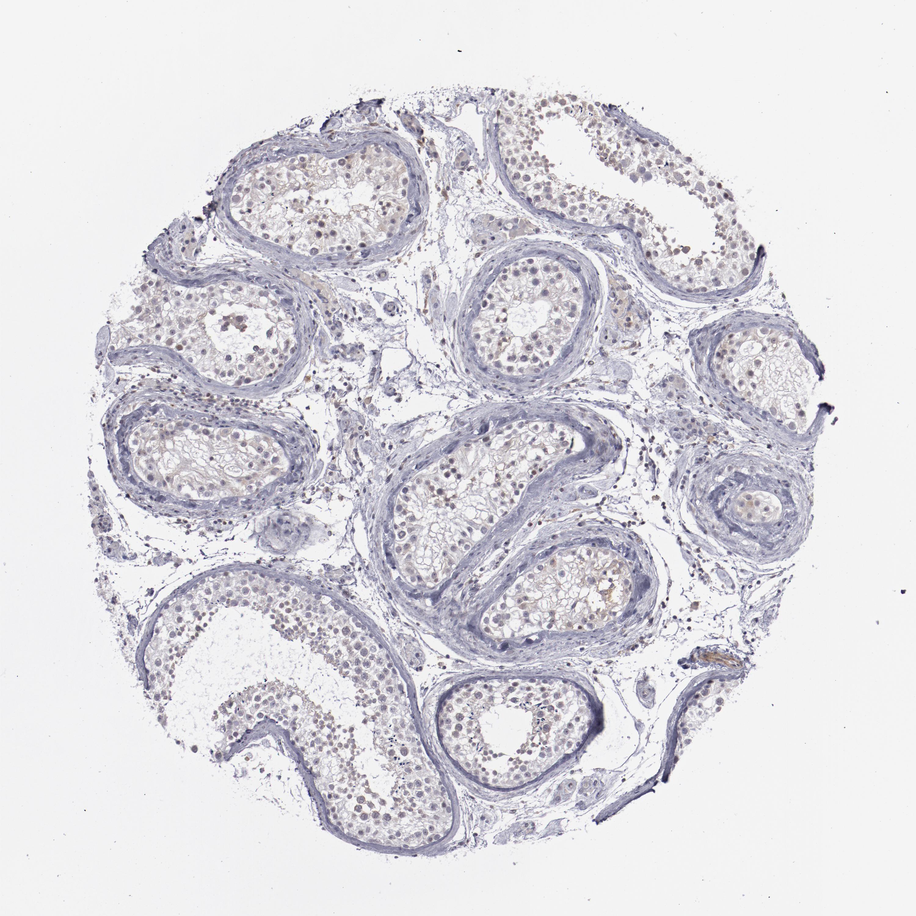 Tissue expression of LEF1 Staining in testis The Human Protein Atlas