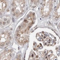 HPA IHC Kidney — ZMYND8