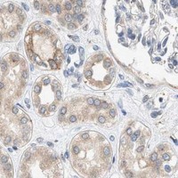 HPA IHC Kidney — CHPF2