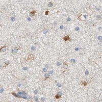 HPA IHC Cerebral cortex — CHPF2