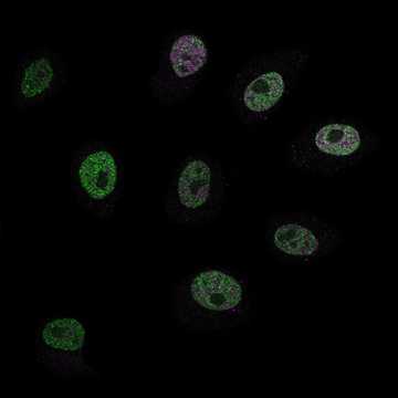 HPA021410: HeLa BAC 5253