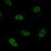 HPA021410: HeLa 