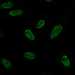 HPA021410: HeLa 
