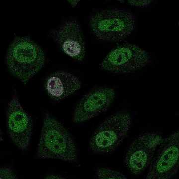 HPA021452: HeLa BAC 5253