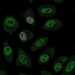 HPA021452: HeLa BAC 5253