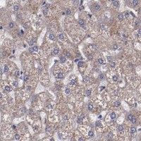 HPA IHC Liver — LONP1