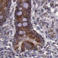 HPA IHC Duodenum — LONP1