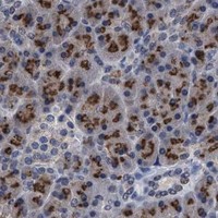 HPA IHC Pancreas — GRB14