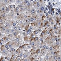 HPA IHC Liver — GRB14