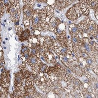 HPA IHC Liver — BZW2
