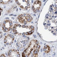 HPA IHC Kidney — BZW2
