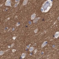 HPA IHC Cerebral cortex — BZW2