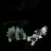 HPA023310: HeLa BAC 6285
