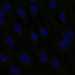 HPA023908: hTERT-RPE1 (serum starved)