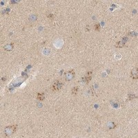 HPA IHC Cerebral cortex — TMEM184B