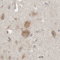 HPA IHC Cerebral cortex — SEL1L