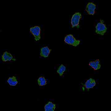 HPA024424: THP-1