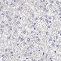 HPA IHC Liver — GCSAM