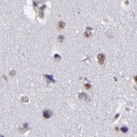 HPA IHC Cerebral cortex — BAG1
