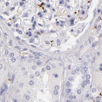 HPA IHC Kidney — GP1BA