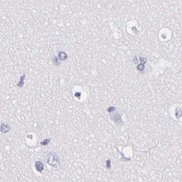 HPA IHC Cerebral cortex — GP1BA