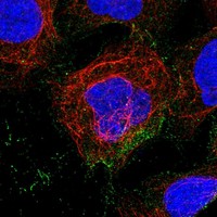 cd81