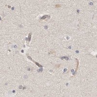 HPA IHC Cerebral cortex — MICALL2