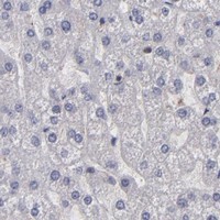 HPA IHC Liver — GRB2