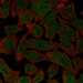 HPA026579: A549
