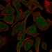 HPA026579: A549