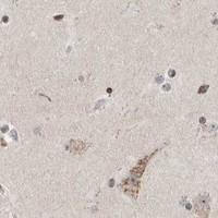 HPA IHC Cerebral cortex — GINS4