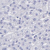 HPA IHC Liver — CNP