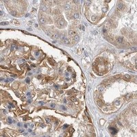 HPA IHC Kidney — NECTIN1