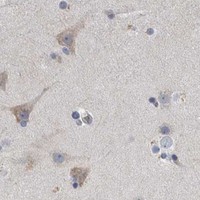 HPA IHC Cerebral cortex — MINPP1